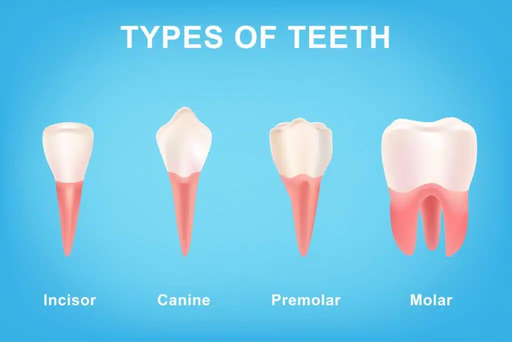 Understanding Different Types of Dental Procedures